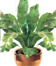 Асплениум (Костенец) - Asplenium