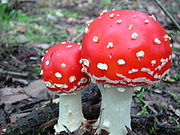 Молодые плодовые тела Мухомор красный | Amanita muscaria