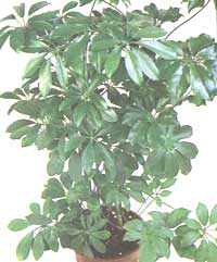 Шеффлера древовидная - schefflera arboricola