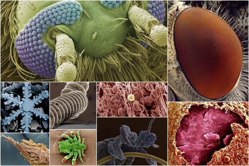 Обычные вещи под микроскопом