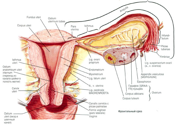 Яичники и маточные трубы
