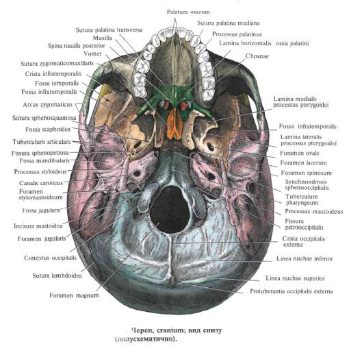 Основание черепа