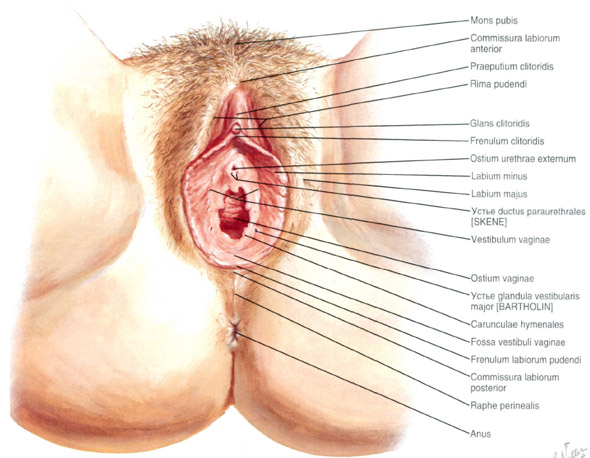 Женские половые органы