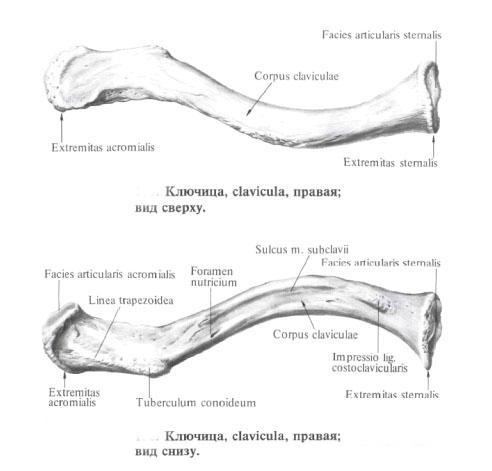 Ключица