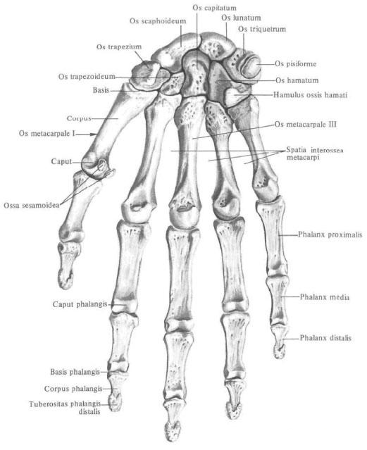 Кости верхней конечности