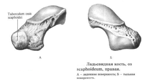 Ладьевидная кость