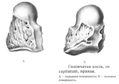 Головчатая кость