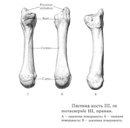 Пястные кости