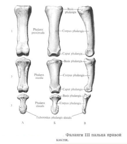 Кости пальцев (фаланги)