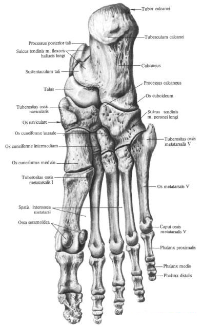 Кости стопы