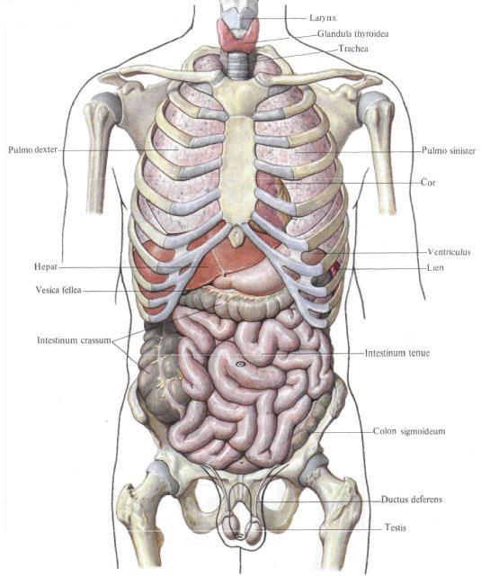 Внутренние органы