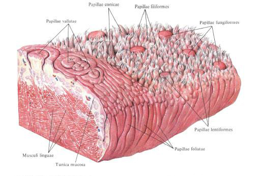 Слизистая оболочка языка