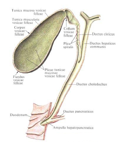 Желчный пузырь. Желчные протоки