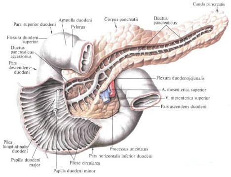 Поджелудочная железа