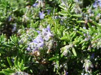 Розмарин лекарственный - Rosmarinus officinalis