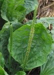 Подорожник большой - Plantago major