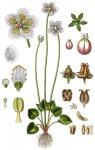 Белозор болотный – Parnassia palustris L.