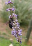 Витекс священный (Авраамово дерево) – Vitex agnus-castus L.