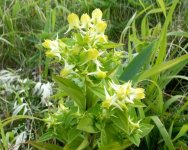 Галения рогатая – Halenia corniculata L.