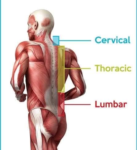 muscular-system104.jpg