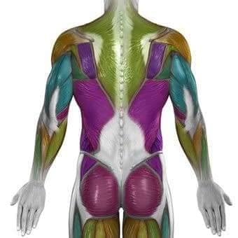 muscular-system106.jpg