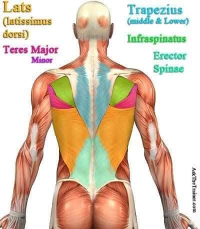 muscular-system111.jpg