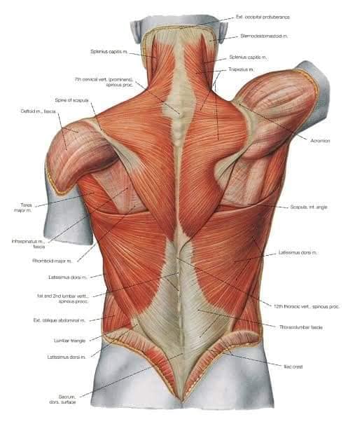 muscular-system117.jpg