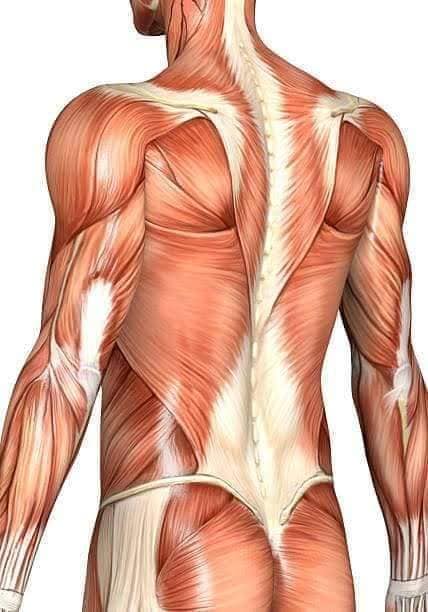 muscular-system120.jpg