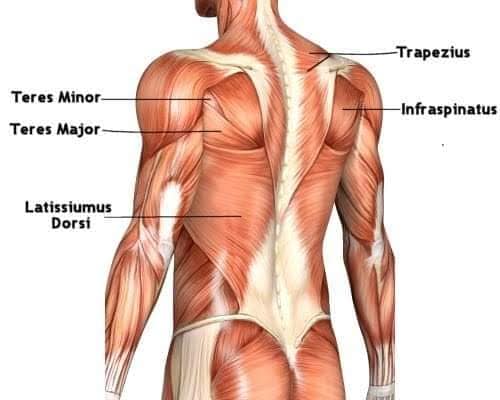 muscular-system124.jpg