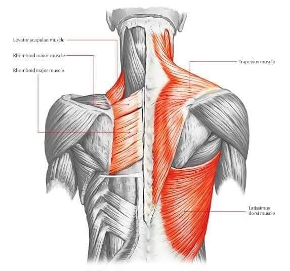 muscular-system125.jpg