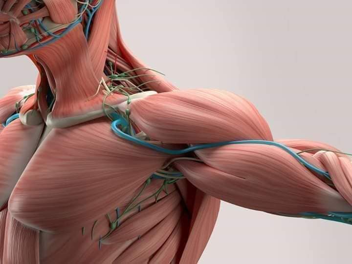 muscular-system14.jpg