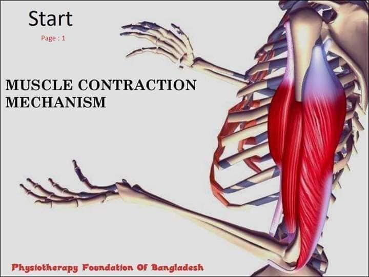 muscular-system15.jpg