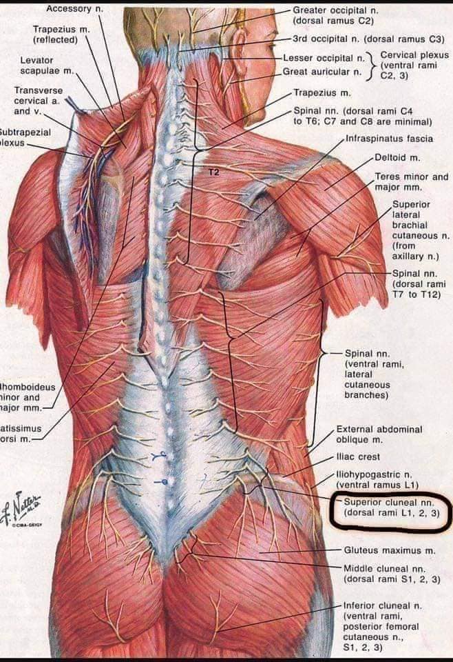 muscular-system18.jpg