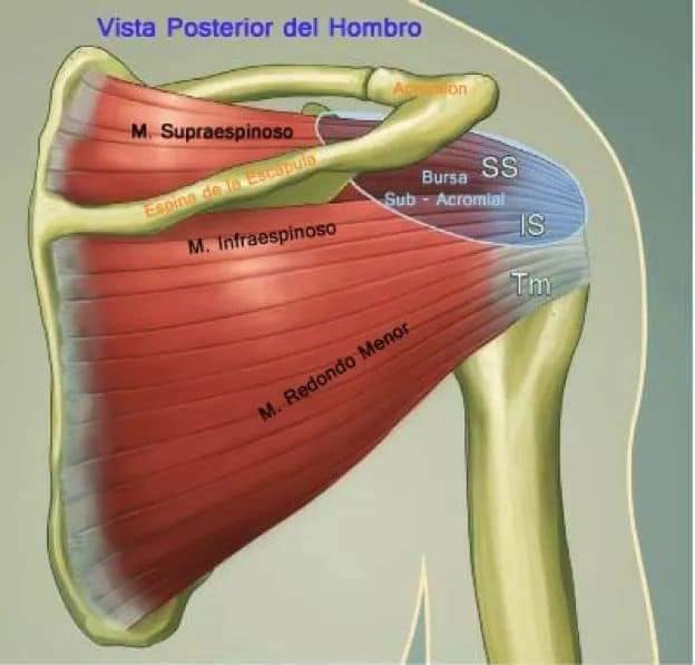 muscular-system20.jpg