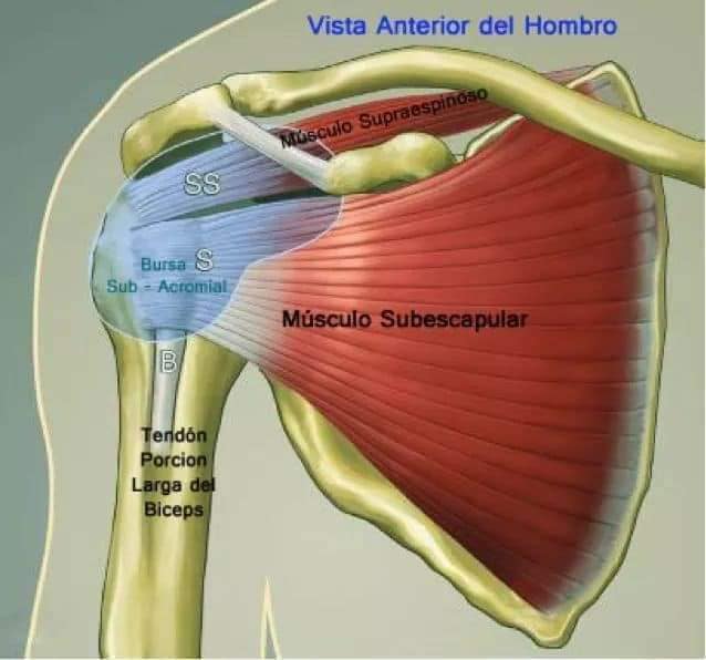 muscular-system21.jpg