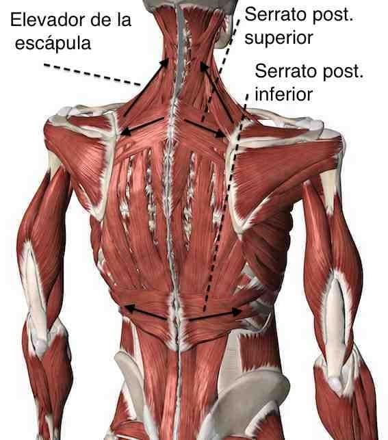 muscular-system23.jpg