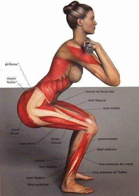 muscular-system26.jpg