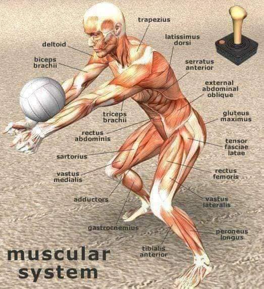 muscular-system27.jpg