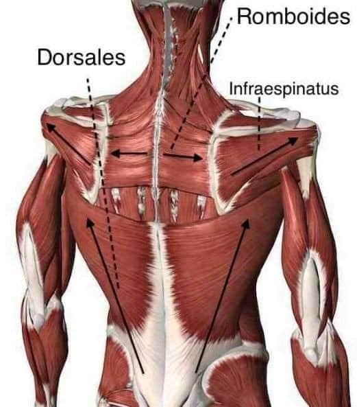 muscular-system31.jpg