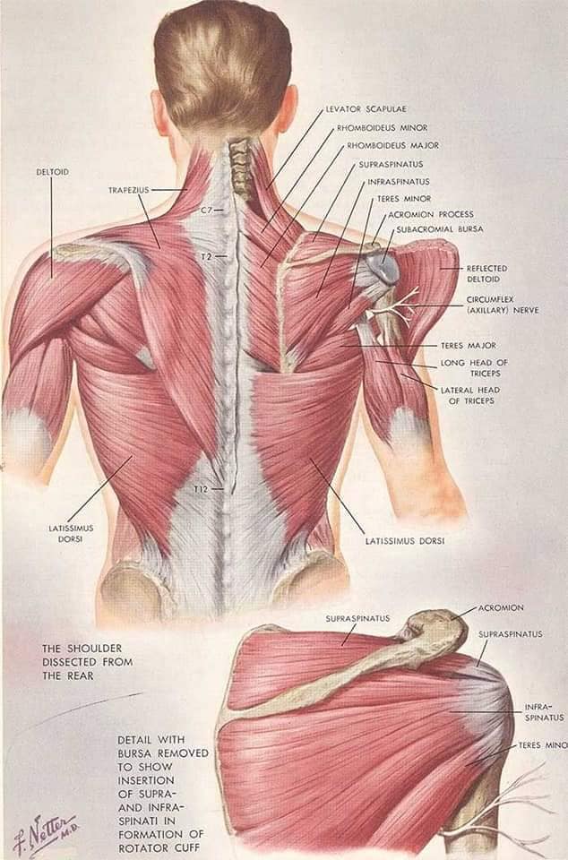 muscular-system32.jpg