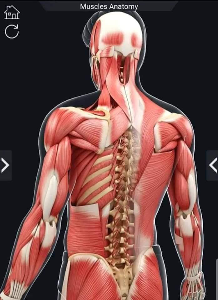 muscular-system33.jpg