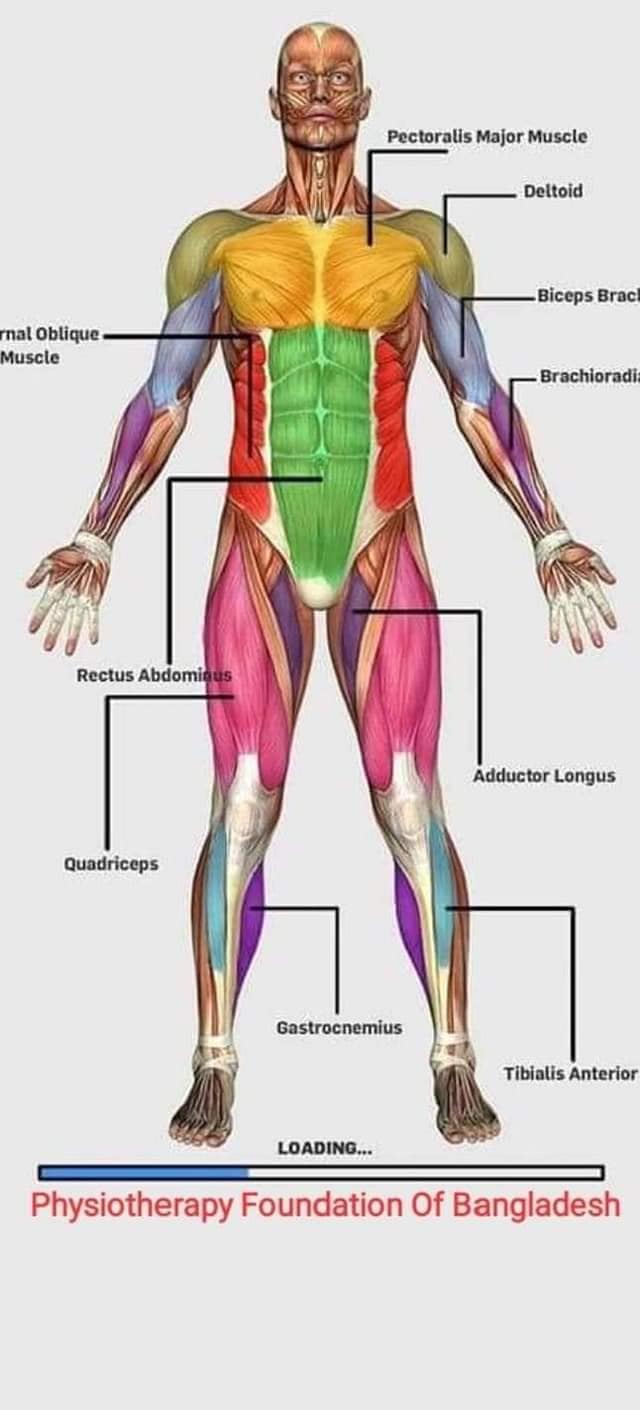 muscular-system38.jpg