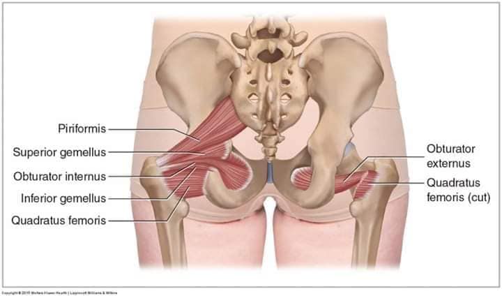 muscular-system41.jpg