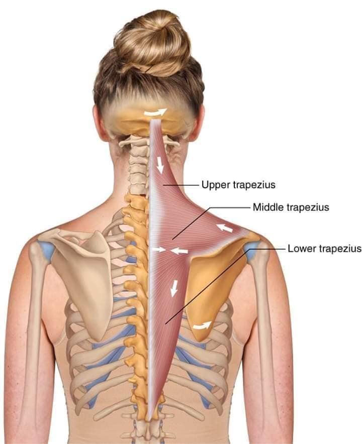 muscular-system43.jpg