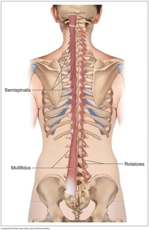 muscular-system45.jpg