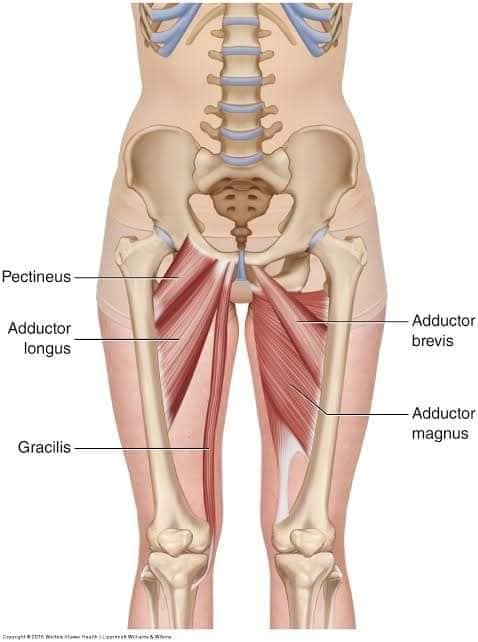 muscular-system48.jpg