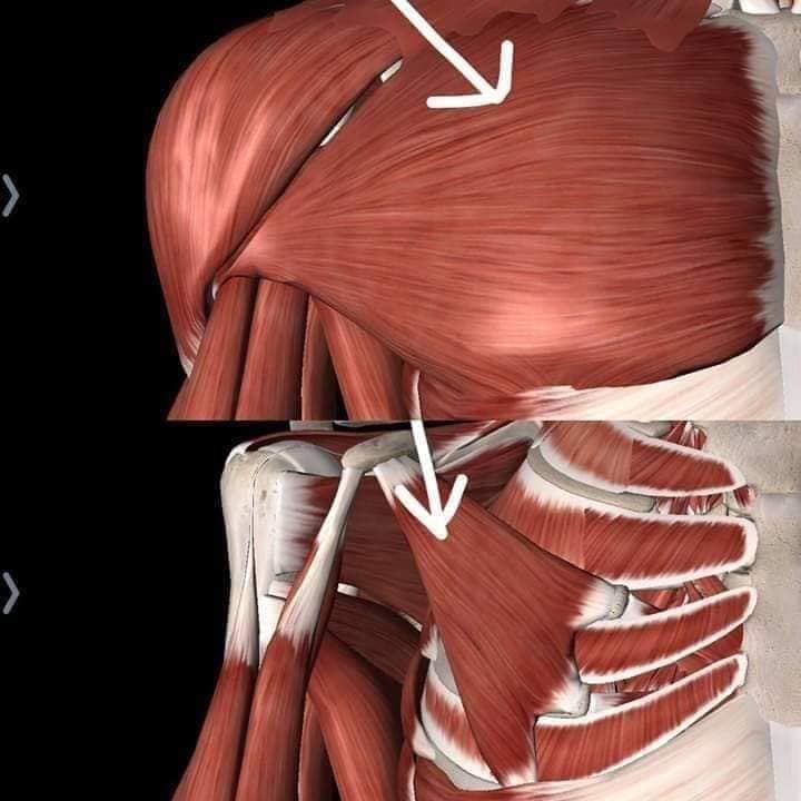 muscular-system5.jpg