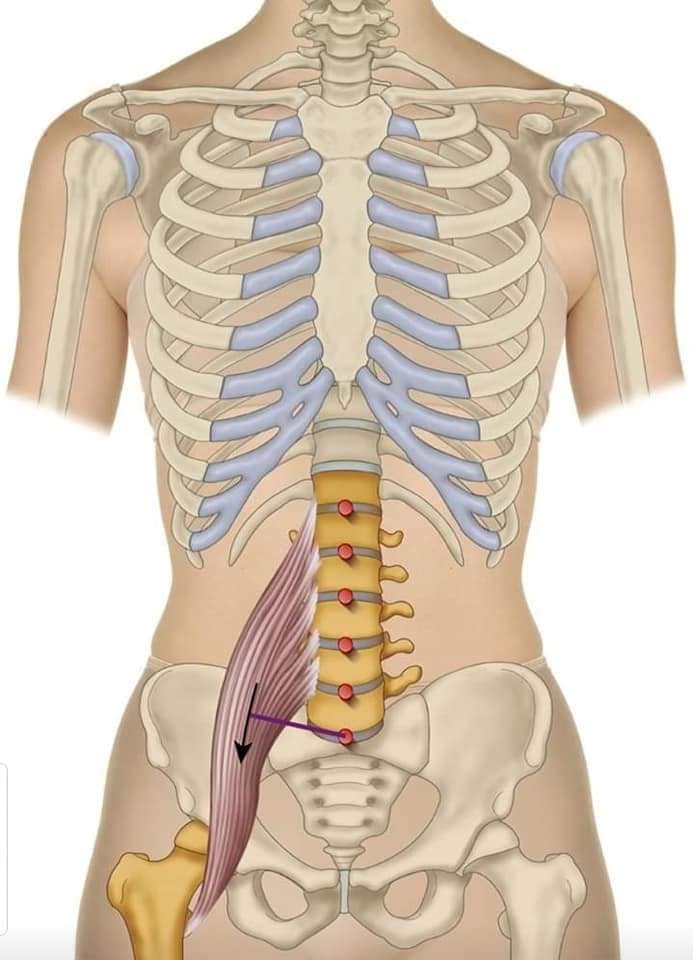 muscular-system52.jpg