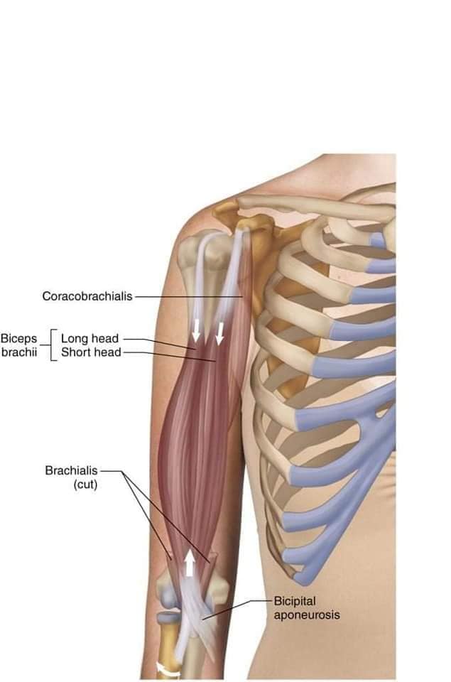 muscular-system62.jpg