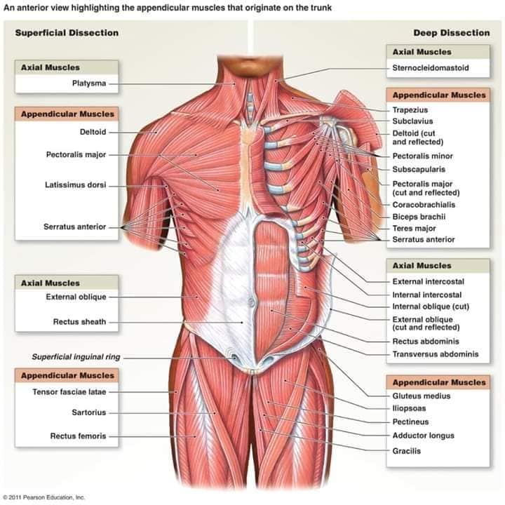 muscular-system67.jpg